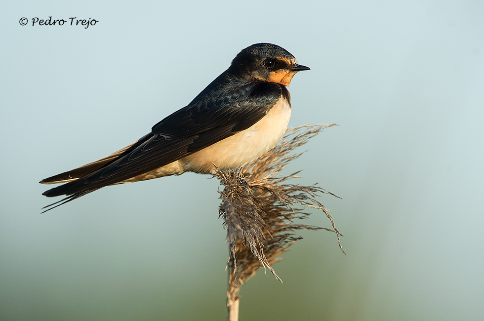 Golondrina comun (Hirundo rustica)